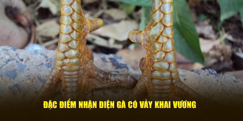 Đặc điểm nhận diện gà có vảy gà khai vương